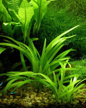 Echinodorus bolivianus